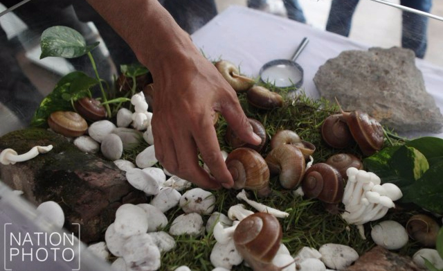 จุฬาฯ เปิดตัว “ฟาร์มหอยทากเชิงนิเวศแห่งแรกของเอเชีย” | Siam Snail